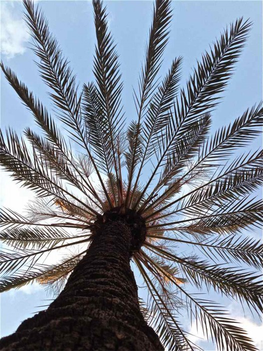 Peacock Palm tree 